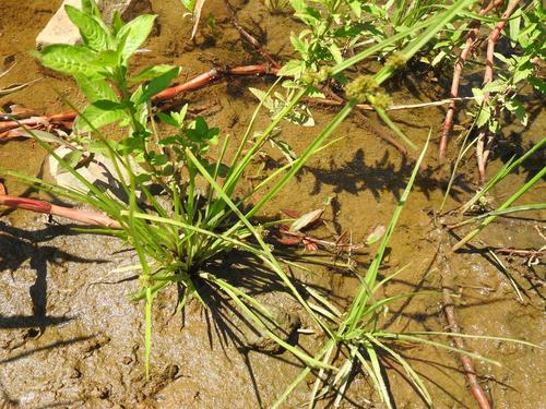 Cyperus difformis image