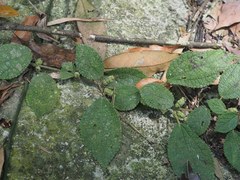 Boehmeria pilosiuscula