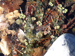 Azolla microphylla