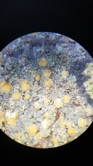 Protopannaria pezizoides