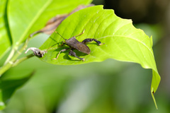 Pseudomictis distinctus