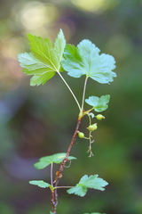 Ribes acerifolium
