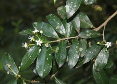 Erythroxylum emarginatum