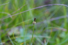 Carex nigricans