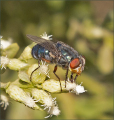 Compsomyiops callipes