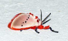 Trosia nigropunctigera