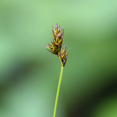 Carex phaeocephala