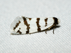 Lepidoscia cataphracta