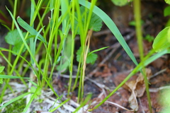Carex phaeocephala