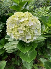 Hydrangea