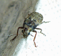 Araecerus
