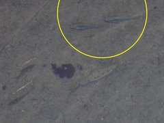 Xiphophorus variatus