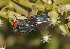 Compsomyiops callipes