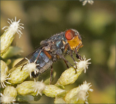 Compsomyiops callipes