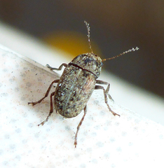 Araecerus