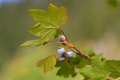 Ribes acerifolium