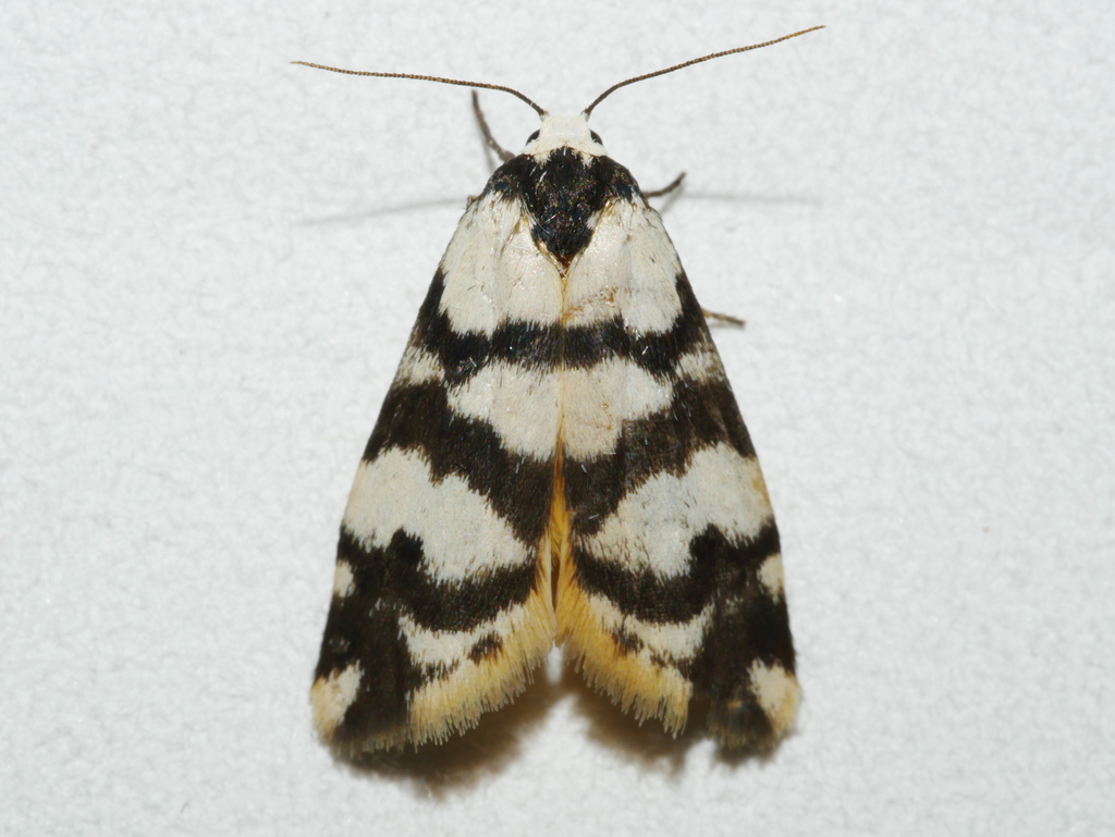 Thallarcha trissomochla
