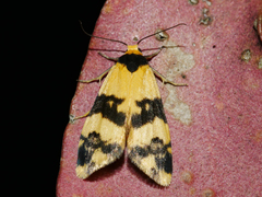 Thallarcha chrysochares