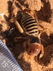 Ammopelmatus longispinus