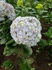 Hydrangea