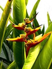 Heliconia psittacorum