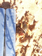 Ammopelmatus longispinus