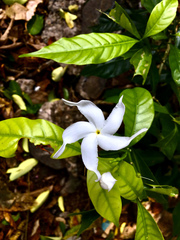 Tabernaemontana divaricata
