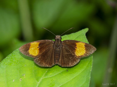 Koruthaialos rubecula