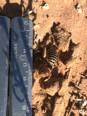 Ammopelmatus longispinus