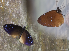 Euploea tulliolus ledereri
