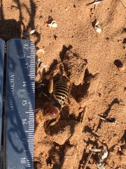 Ammopelmatus longispinus