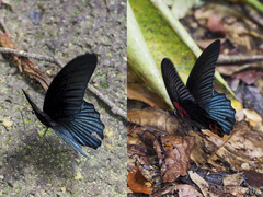 Papilio memnon agenor