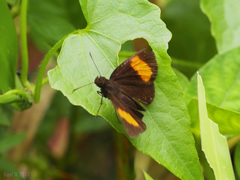 Koruthaialos rubecula