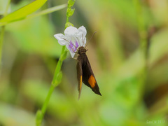 Koruthaialos rubecula