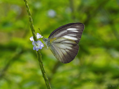 Appias libythea olferna