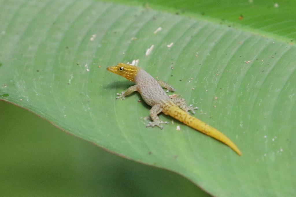 Caribbean Least Gecko