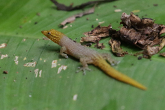 Sphaerodactylus homolepis