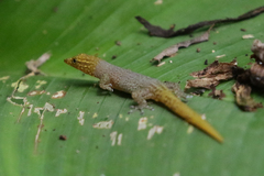 Sphaerodactylus homolepis
