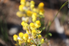 Waitzia acuminata acuminata
