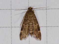 Hymenia perspectalis