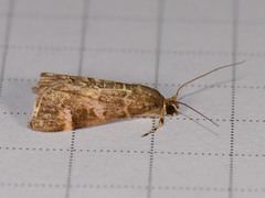 Hymenia perspectalis