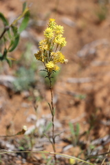 Waitzia acuminata acuminata