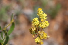 Waitzia acuminata acuminata