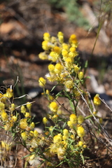Waitzia acuminata acuminata