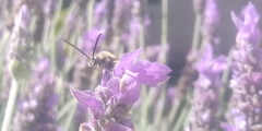 Scoliidae