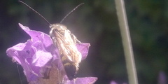 Scoliidae