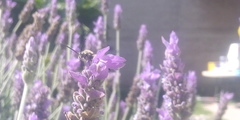 Scoliidae