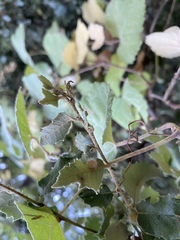 Disholandricus lasius