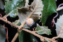 Disholandricus lasius