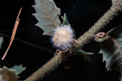 Disholandricus lasius